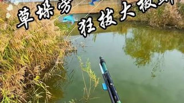 万万没想到 这不起眼的小草垛竟然这么藏鱼 #野河野钓 #钓鱼的乐趣只有钓鱼人懂 #野外垂钓 #野钓#