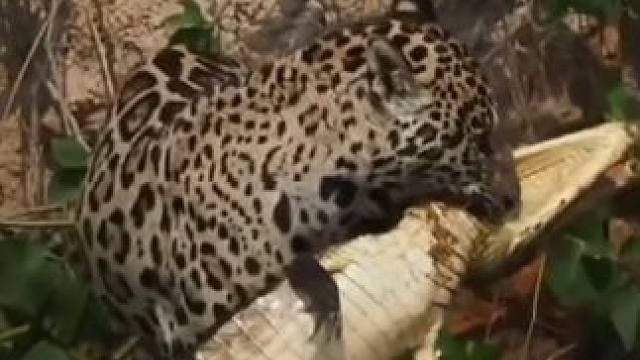 美洲豹捕食鳄鱼 #国外视频分享 #野生动物零距离 #美洲豹vs鳄鱼