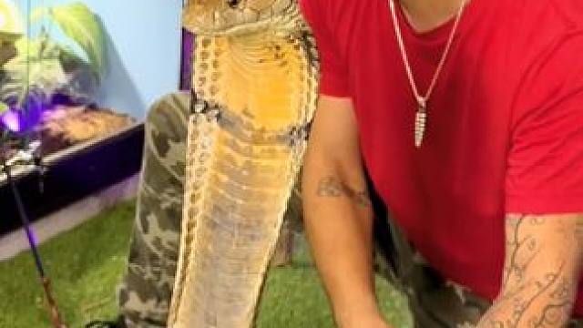 国外小伙的宠物 #国外视频分享 #专业操作请勿模仿 #宠物