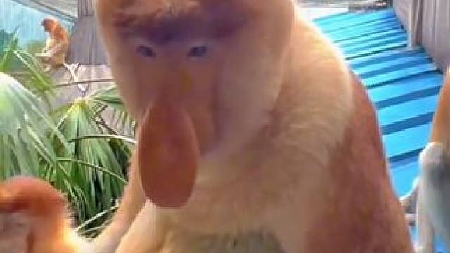 长鼻猴 #国外视频分享 #奇妙的动物 #野生动物零距离