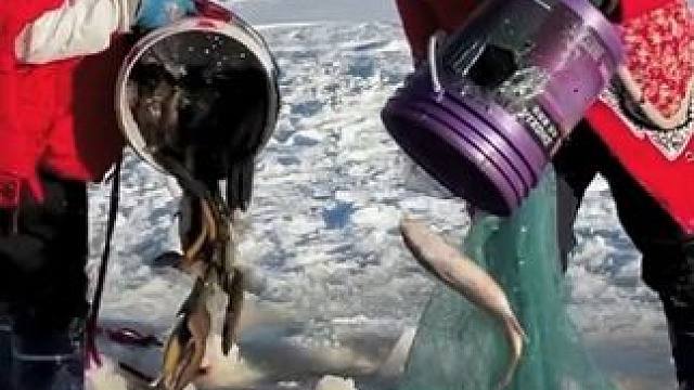 #户外捕鱼 #好多鱼