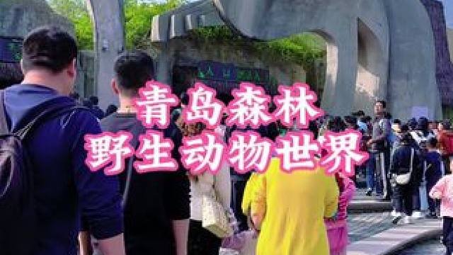 青岛野生动物世界终于坐不住了#青岛森林野生动物世界#趣游小珠山#趣青野嘻游季