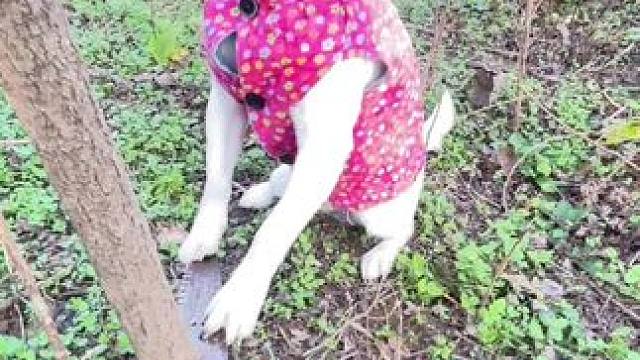 老妈熊喜宝“眼里没点水不知道衔点柴火”脸垮垮里 当我听不出来是咋……#农村小土狗  #砍柴  #回村