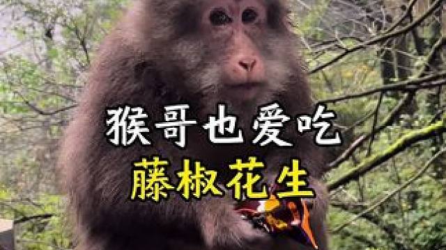 猴哥也爱吃的藤椒花生，是真的好吃#零食推荐 #吃货必备 #追剧小零食 #藤椒花生#麻香嘴