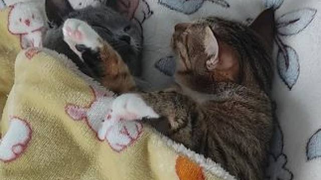 居然在被窝里抱着睡觉太舒服了 