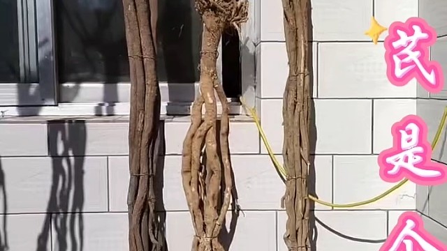 我的家乡土特产