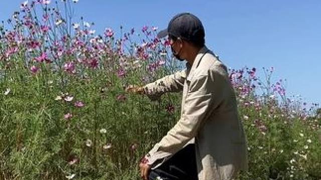 格桑花试试这样拍也太美了吧#手机摄影 #浪漫花海 #格桑花 #拍摄技巧 #治愈系风景