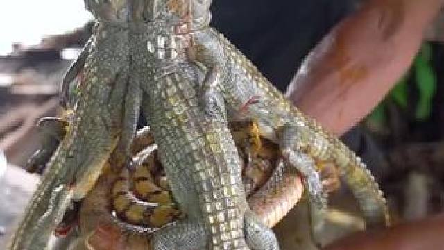 东南亚乡村美食 #泰式美食 #农村美食#原始美味