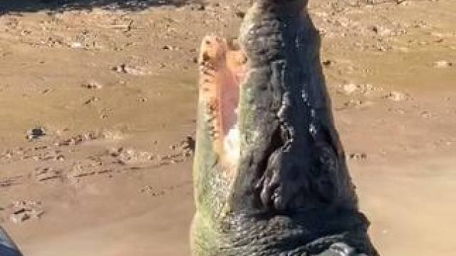 钓鳄鱼 #国外视频分享 #野生动物零距离 #鳄鱼