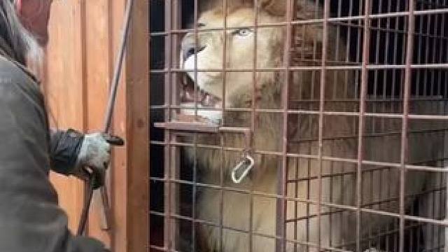 八缸发动机吃鸡 #国外视频分享 #宠物 #狮子