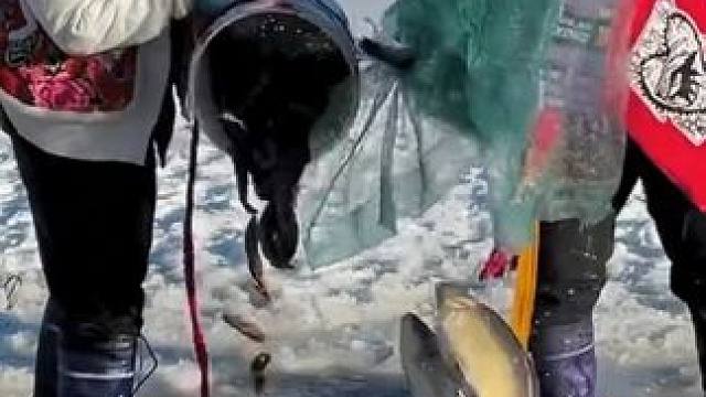 #雪地里撒欢 #冬捕