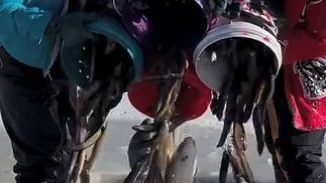 #户外捕鱼 #好多鱼