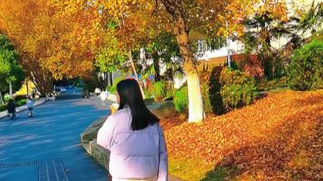 #身边的风景无处不在 #落叶知秋风渐凉