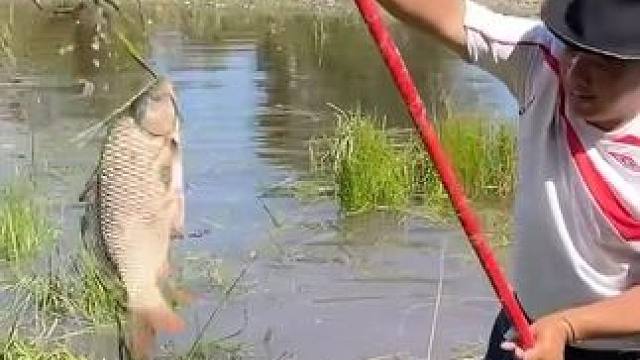 #户外捕鱼 #好大一条鱼