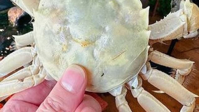 白玉蟹 #白玉蟹