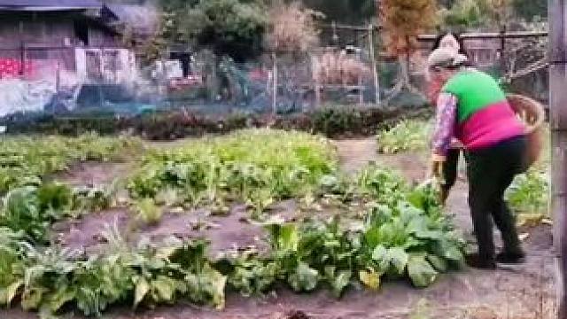 山卡卡里的农村大姐学费了开直播每天收获满满满您还在恐播怕播不敢开播开播了不知说什么吗#记录真实生活 