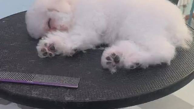 原以为只有人理发能睡着，它来了