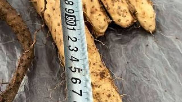 一米的野生山药，五个手指头，寻有缘人！#野生山药 #挖不完真的挖不完 #这个东西都挖出來了 #现挖现