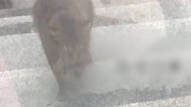 丧彪我呀，这次遇到了超酷的妈妈