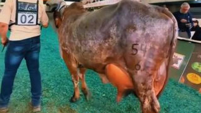 养一头奶牛实现牛奶自由 #国外视频分享 #奶牛养殖 #挤牛奶