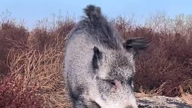 宠物野猪 #国外视频分享 #野生动物零距离 #宠物