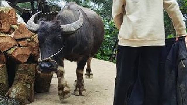 天冷了，给牛牛多穿点去干活#田园生活 #放牛的生活 #记录我的乡村生活