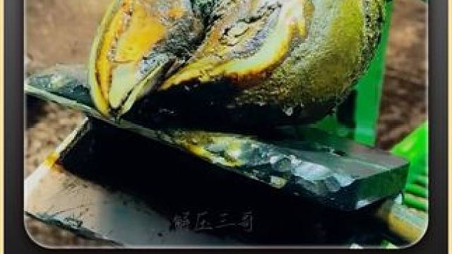 扭曲变形的牛蹄让小哥修起来很是费力#修蹄 #解压 #强迫症 #极度舒适 #助眠