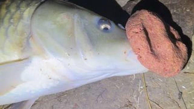 钓鱼的乐趣只有钓鱼人懂~