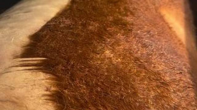 马儿刮毛师。 #解压视频 #强迫症看了很享受 #老手艺 #解压 #匠心