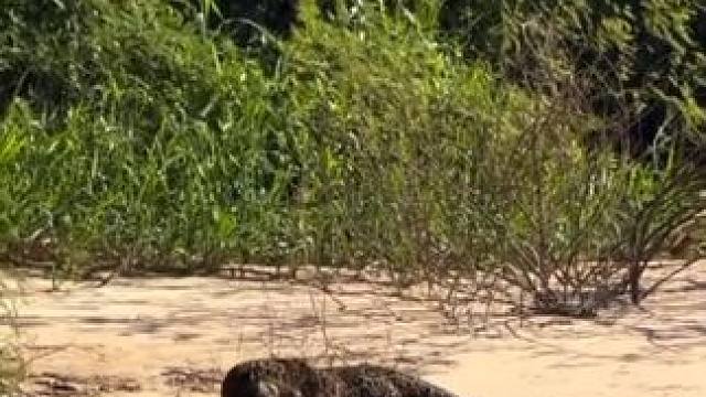 美洲豹每次都能精准锁喉鳄鱼 #国外视频分享 #野生动物零距离 #美洲