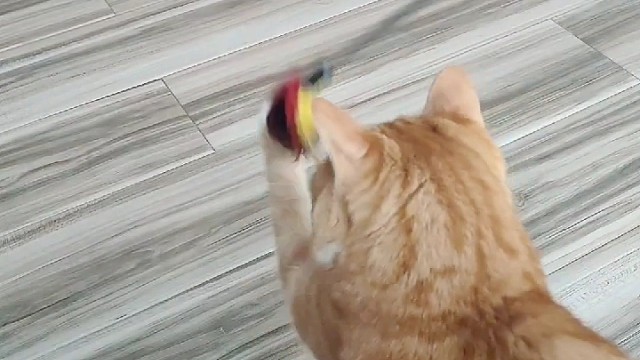 来了一周的橘猫终于和我玩了！