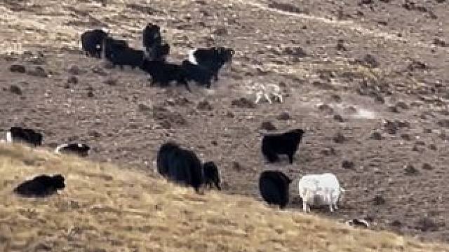 高原上的独狼猎捕小牦牛，但没有成功#高原上的神奇动物们 #雪域高原牦牛 #动物世界精彩集锦 #牧区日