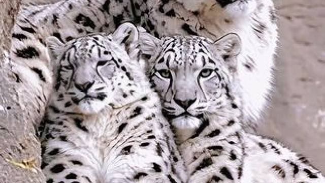 雪豹达瓦和孩子，太可爱了#高原上的神奇动物们 #野生动物零距离 #动物视界 #动物萌时刻 #动物纪录