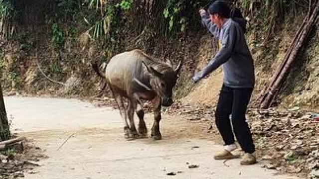 好久没有这样逗小牛仔了，肉干还是这么的调皮#记录我的乡村生活 #田园生活 #放牛的生活