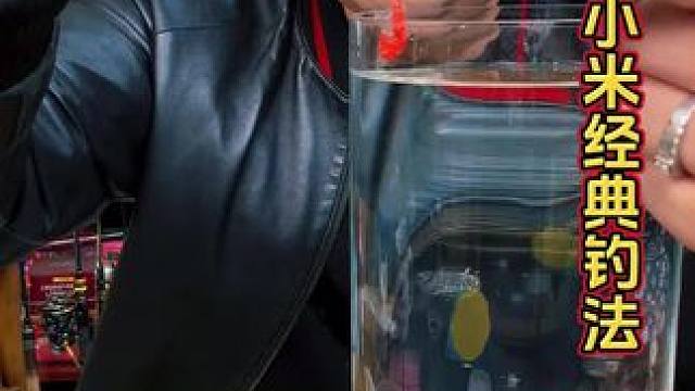 摇三摇粘小米钓大板鲫 比老三样、红虫蚯蚓还经典的饵料，摇三摇钓鱼方法。#摇三摇粘米钓大鲫鱼 #爆护饵