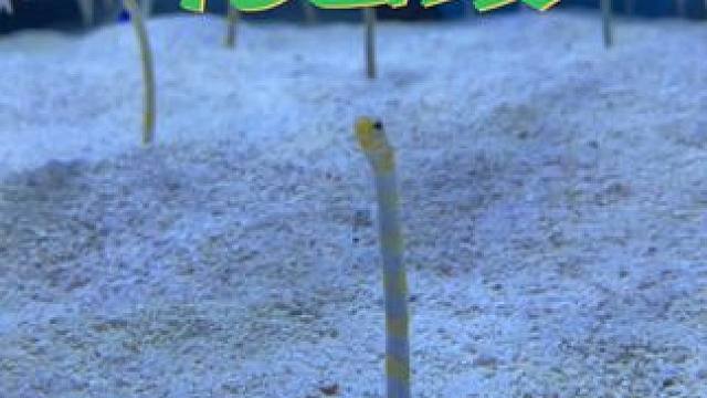 起猛了，看见小黄鳝在唱歌 #奇趣自然 #奇妙的动物 #鱼缸里的大自然 #你能叫出它