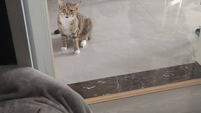 一直望着我傻叫是干啥 