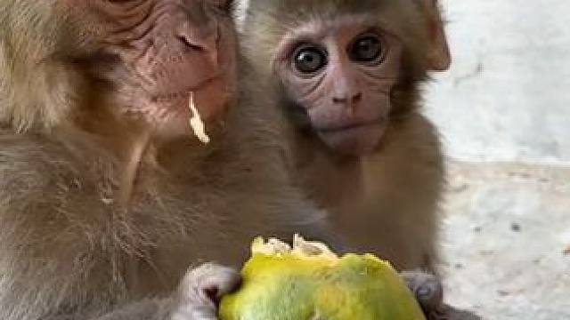 猴哥吃橙子 #国外视频分享 #野生动物零距离 #猴子成精