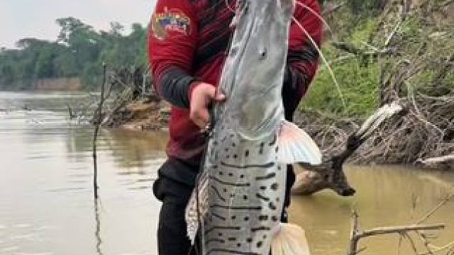 虎纹鸭嘴鲶 #国外视频分享 #好大一条鱼 #钓鱼的乐趣只有钓鱼人懂