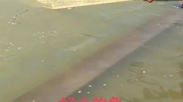 猜猜这个大鱼有多重，是不是很大的？#撒网 #钓鱼 #农村生活 #好大一条鱼