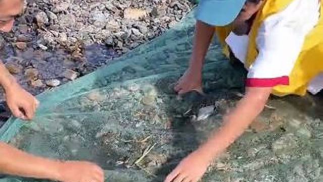 #户外捕鱼 #好多鱼