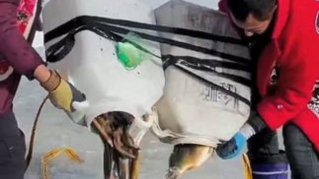 #户外捕鱼 #好多鱼