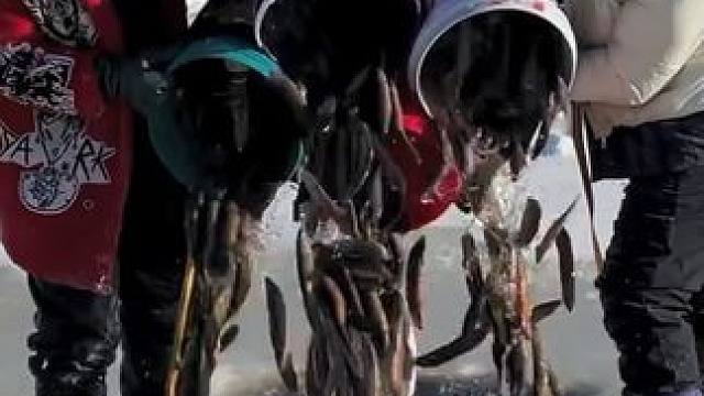 #户外捕鱼 #好多鱼