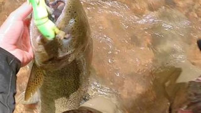 #这鱼哪个钓友看了不羡慕 #秋高气爽正是钓鱼好时节 #钓鱼的乐趣只有钓鱼