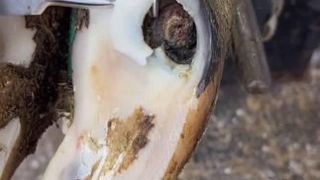 牛蹄出现一个大洞，竟让半个蹄底都黑了#解压#修牛蹄