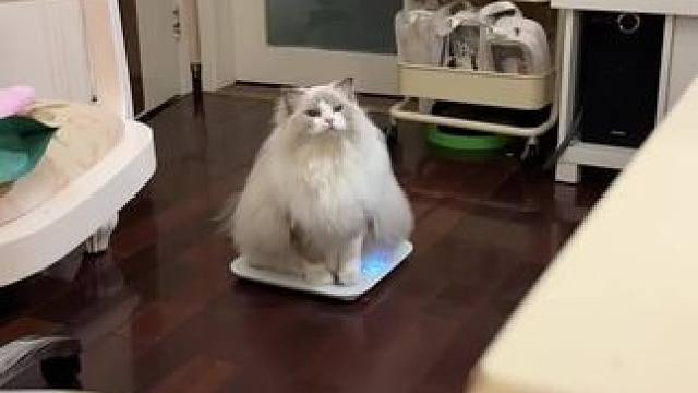 非要这个时候长胖！让我怎么跟品牌方解释？ #宝玑米护手霜 #毛绒绒宝护计划 #这是我的小猪猫