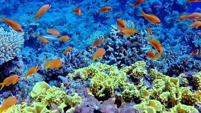 蔚蓝海底梦幻般的水下王国，静谧而神秘，孕育着斑斓夺目的珊瑚和灵动飘逸的海洋生物！#一起去看看海底世界