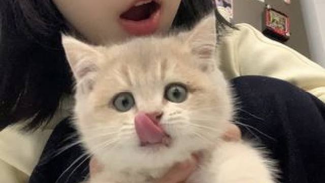 淡淡的幸福#我和我的猫 #谁能拒绝怀里的小猫咪呢#日常vlog