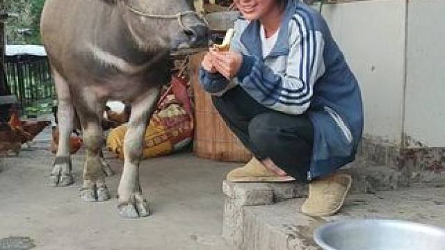 傻牛牛，那么好吃的香蕉还吃不习惯#田园生活 #记录我的乡村生活 #田园生活