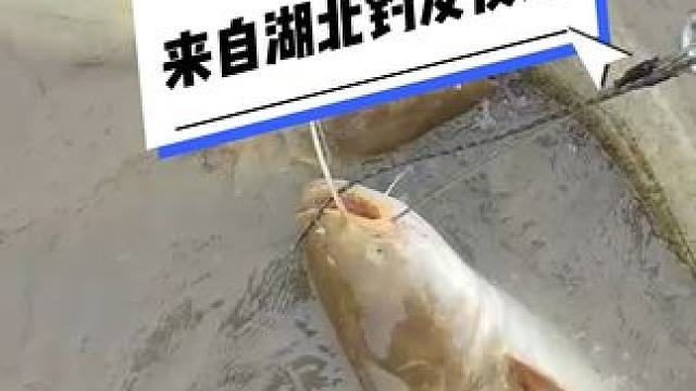 #钓鱼人就是这么疯狂 #这鱼哪个钓友看了不羡慕
